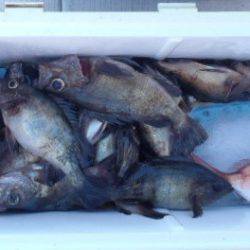 フィッシング　キッタカ 釣果