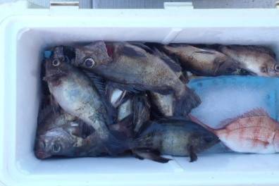 フィッシング　キッタカ 釣果