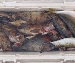 フィッシング キッタカ 釣果