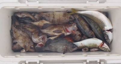 フィッシング キッタカ 釣果