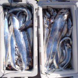 フィッシング キッタカ 釣果