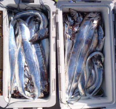 フィッシング キッタカ 釣果