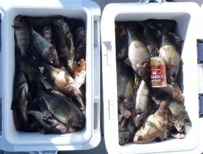 フィッシング　キッタカ 釣果