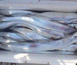 フィッシング キッタカ 釣果