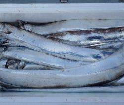 フィッシング　キッタカ 釣果