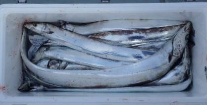 フィッシング　キッタカ 釣果