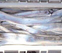 フィッシング キッタカ 釣果