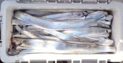 フィッシング キッタカ 釣果