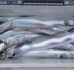 フィッシング キッタカ 釣果