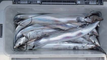 フィッシング キッタカ 釣果