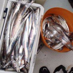 フィッシング　キッタカ 釣果