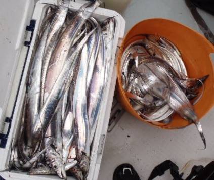 フィッシング　キッタカ 釣果