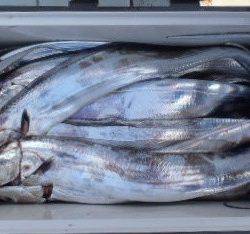 フィッシング　キッタカ 釣果