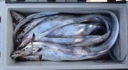 フィッシング　キッタカ 釣果