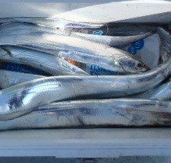 フィッシング キッタカ 釣果