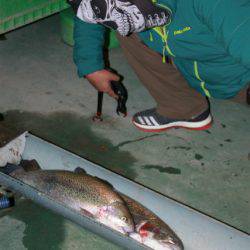 としまえんフィッシングエリア 釣果