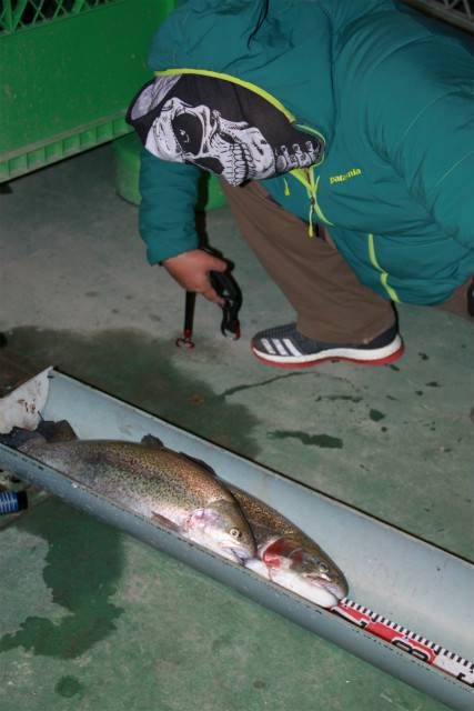 としまえんフィッシングエリア 釣果