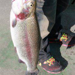 としまえんフィッシングエリア 釣果