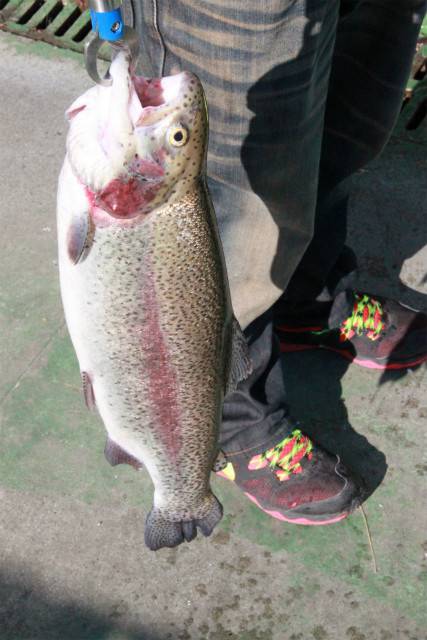 としまえんフィッシングエリア 釣果