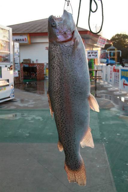 としまえんフィッシングエリア 釣果