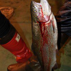 としまえんフィッシングエリア 釣果