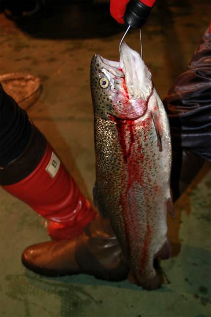としまえんフィッシングエリア 釣果