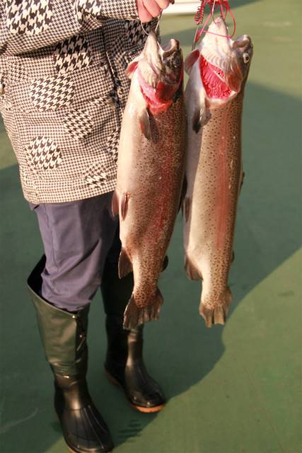 としまえんフィッシングエリア 釣果