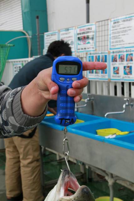 としまえんフィッシングエリア 釣果