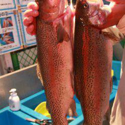 としまえんフィッシングエリア 釣果