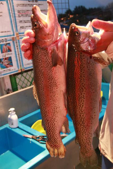 としまえんフィッシングエリア 釣果