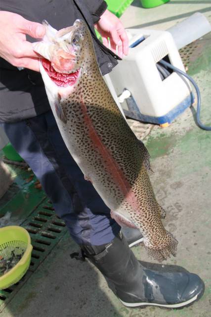 としまえんフィッシングエリア 釣果