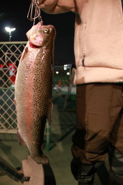 としまえんフィッシングエリア 釣果