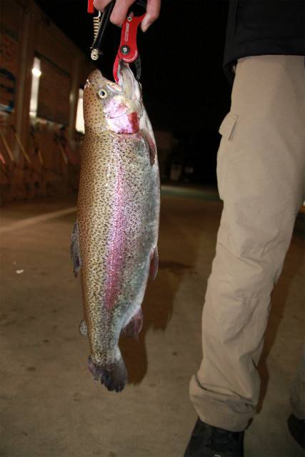 としまえんフィッシングエリア 釣果