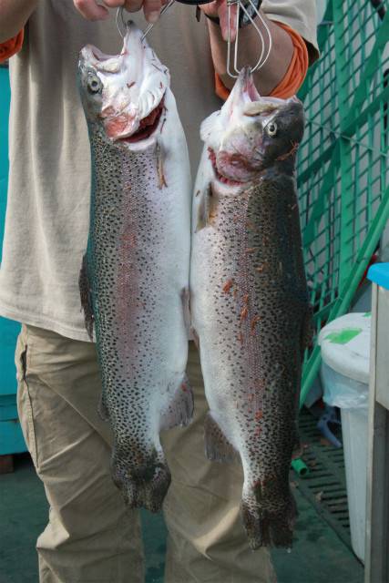 としまえんフィッシングエリア 釣果