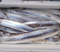 フィッシング　キッタカ 釣果