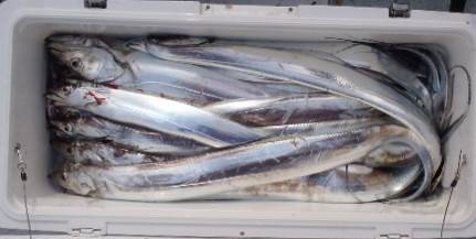 フィッシング　キッタカ 釣果