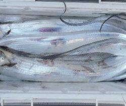 フィッシング キッタカ 釣果