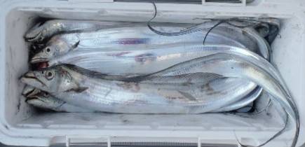 フィッシング　キッタカ 釣果