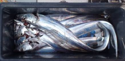 フィッシング　キッタカ 釣果