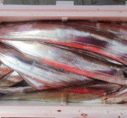 フィッシング　キッタカ 釣果