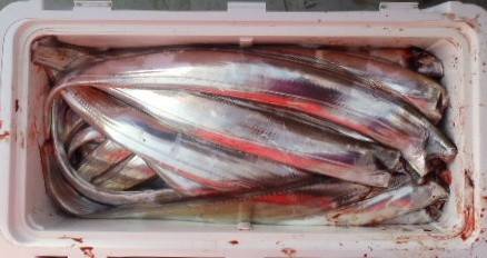 フィッシング　キッタカ 釣果