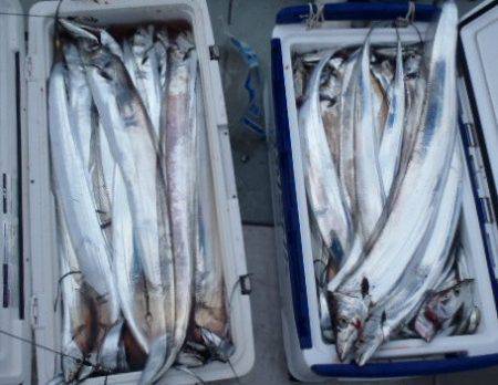 フィッシング キッタカ 釣果