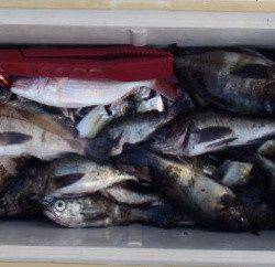 フィッシング　キッタカ 釣果