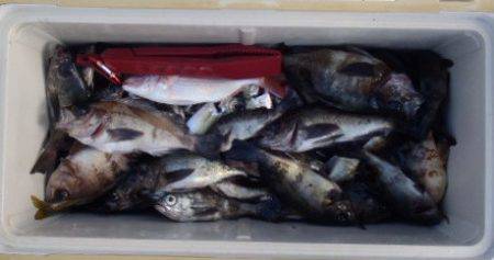 フィッシング　キッタカ 釣果