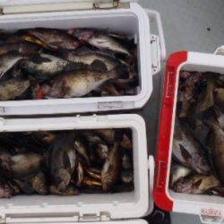 フィッシング キッタカ 釣果