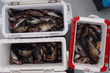 フィッシング キッタカ 釣果