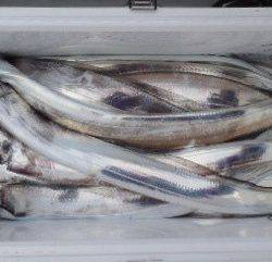 フィッシング　キッタカ 釣果