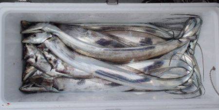 フィッシング　キッタカ 釣果