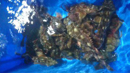 ヤザワ渡船 釣果