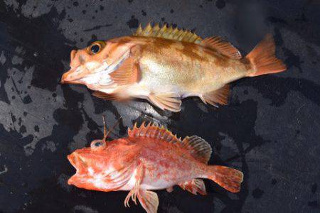 渡船屋たにぐち 釣果